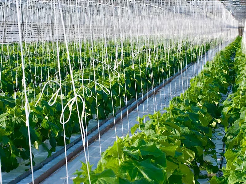 Agriculture